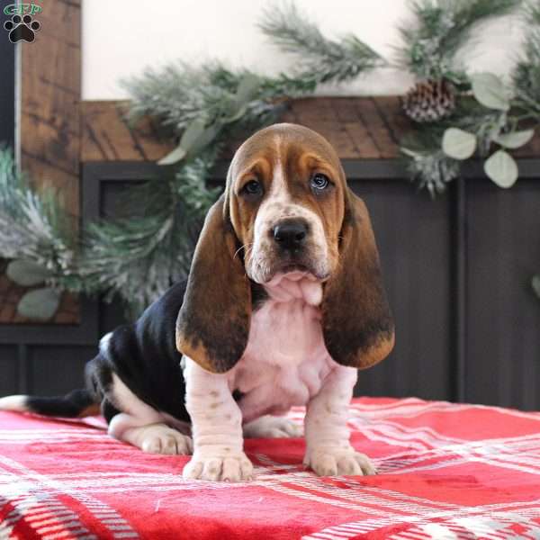 Sophie, Basset Hound Puppy